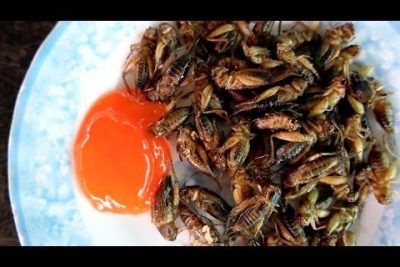 Eating Insects: Exploring the Delicious World of Cricket Cuisine